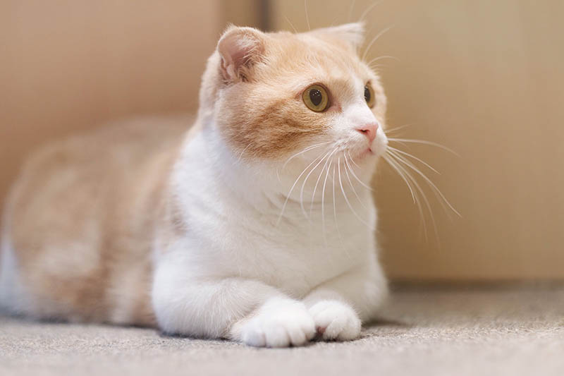 oranje witte munchkin kat