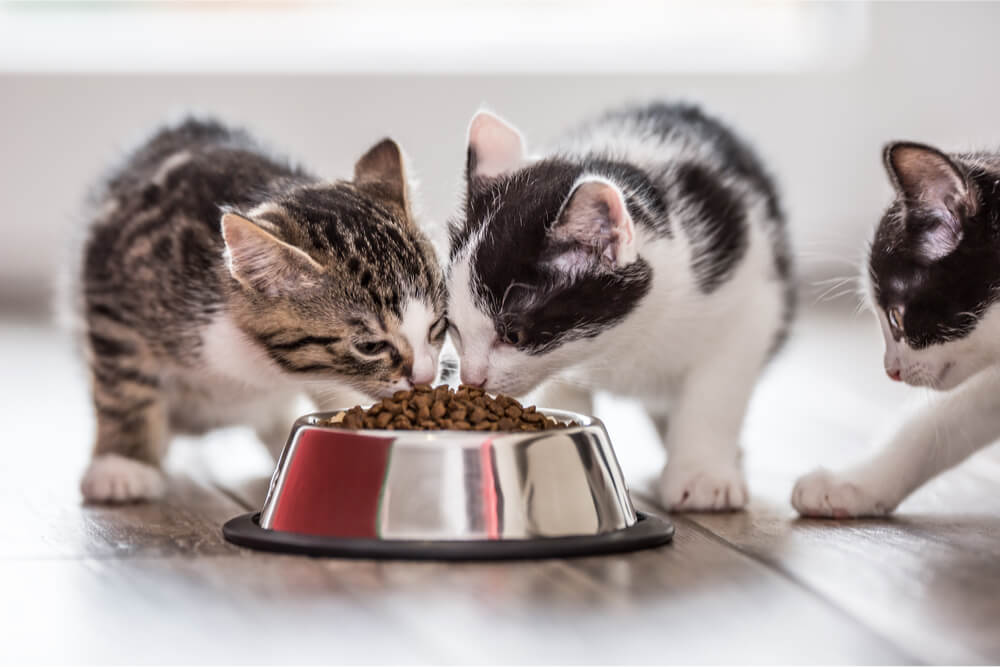 Nat versus droog kattenvoer kittens eten brokjes
