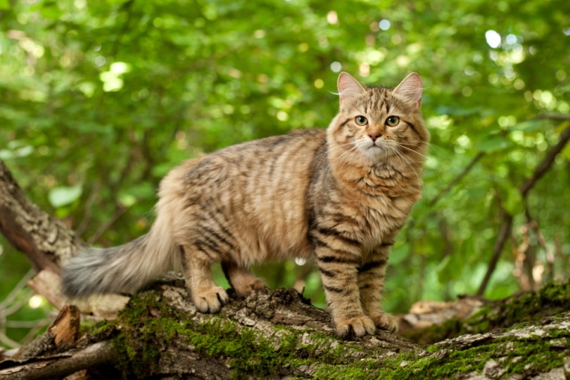 Siberische kat in hout