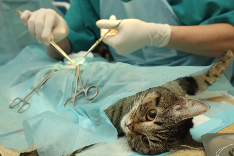 sterilisatieprocedure voor katten
