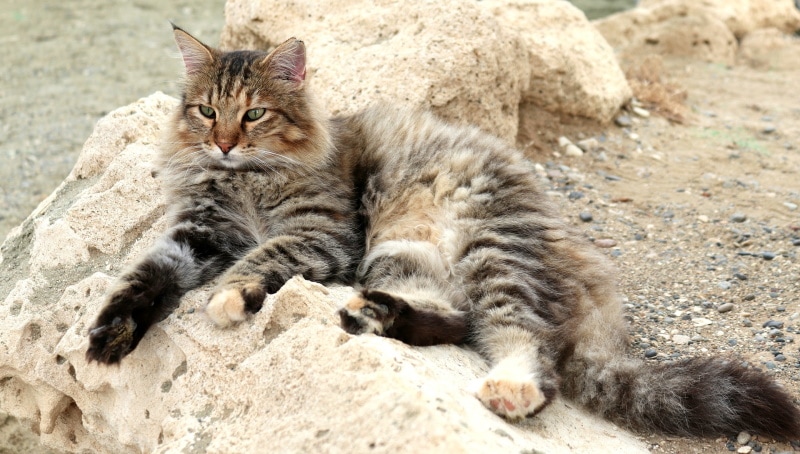 kat die op het zand ligt