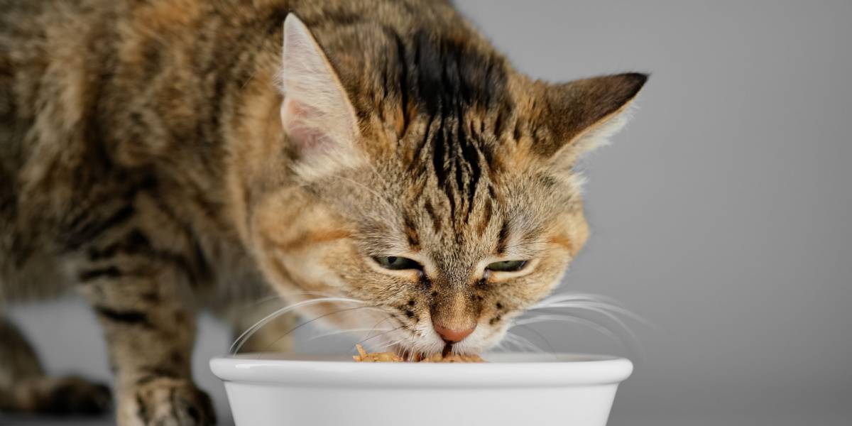 Hoe over te schakelen van nat naar droog kattenvoer