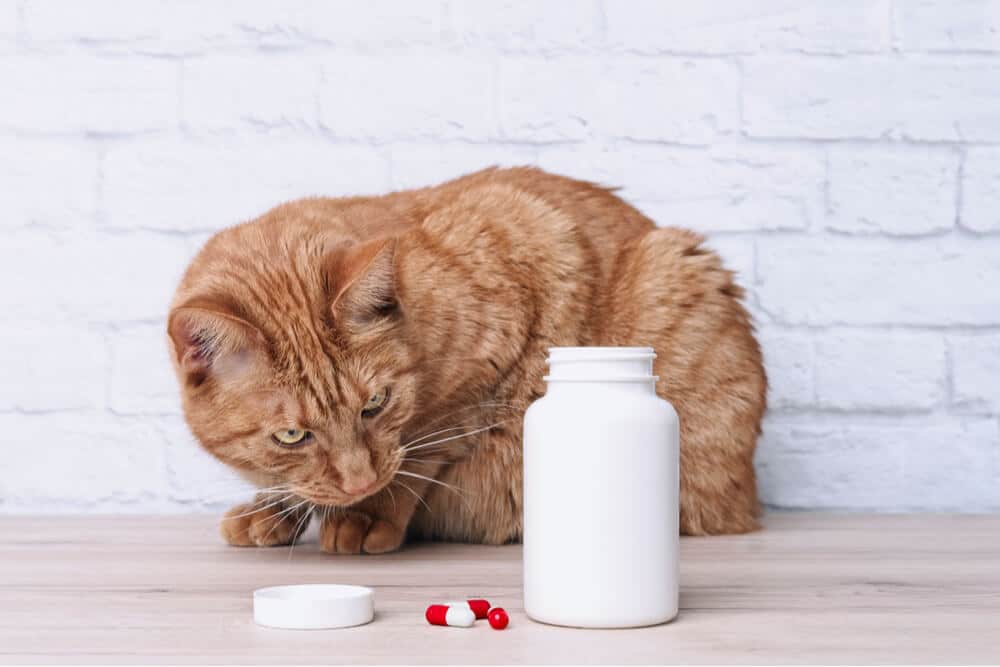 Kat die naar pillen kijkt als een veel voorkomende oorzaak van vergiftiging bij katten