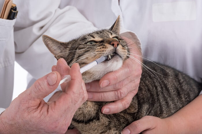 tabby kat die een medicijn krijgt