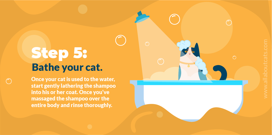 Hoe een kat een bad te geven Stap 5 Baad uw kat