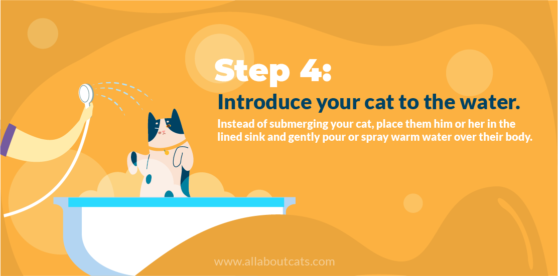 Hoe een kat een bad te geven Stap 4 Laat uw kat kennismaken met water