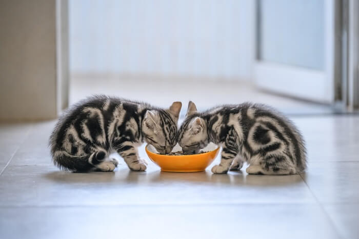 Kittens die een kom met voedsel delen