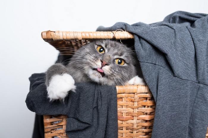 Waarom steken katten soms hun tong uit
