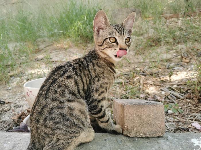 Kat steekt herhaaldelijk tong uit