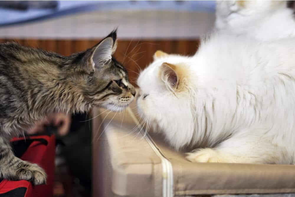 Katten die elkaar besnuffelen introductie