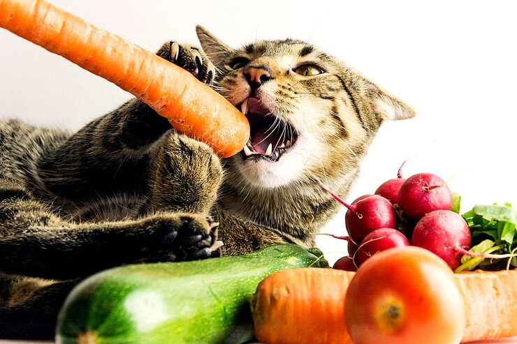 Kat die op een wortel kauwt, omringd door groenten