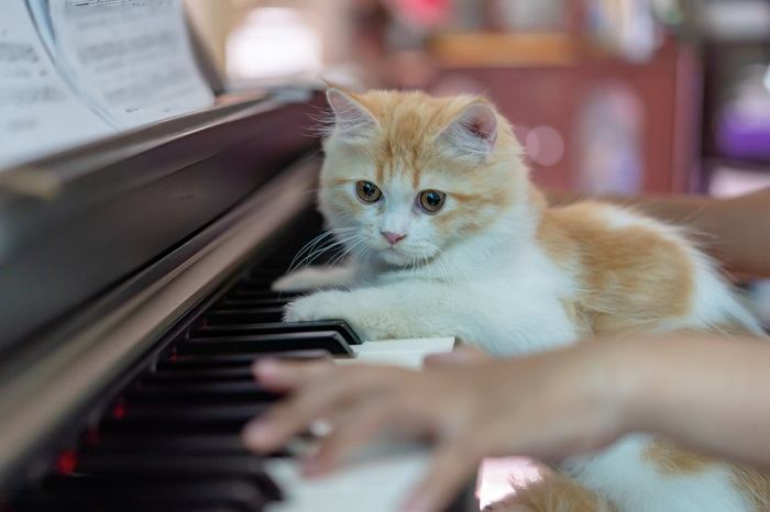 welke geluiden vinden katten leuk?