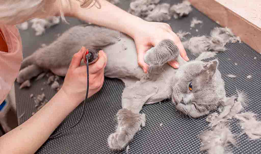 Kun je een kat scheren?