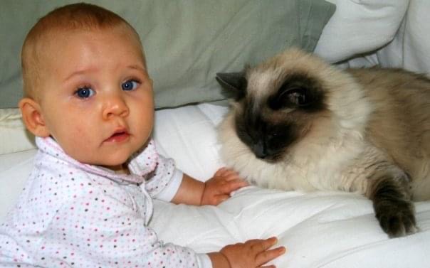 Baby en Ragdoll Kat