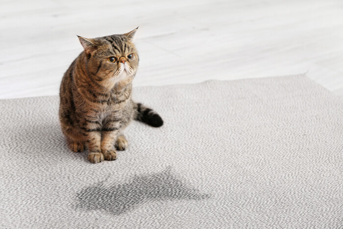 kat met natte plek op tapijt