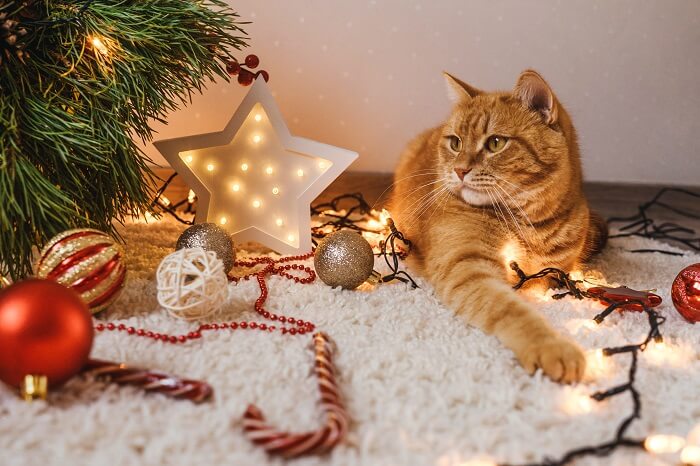 kat zittend tussen kerstornamenten en lichtjes