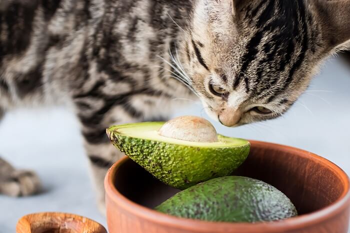 kat die een avocado besnuffelt