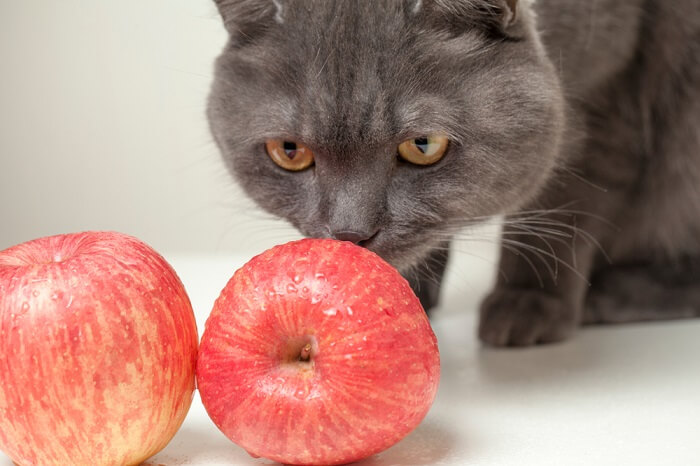 Kunnen katten appels eten?