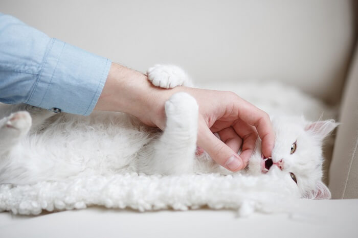 Witte kat die ligt en speelt met iemands hand