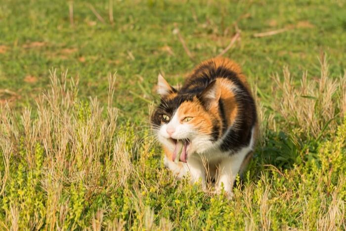 Kat die braakt in het gras