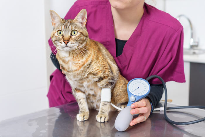 Hoge bloeddruk bij katten kan niesbloed veroorzaken