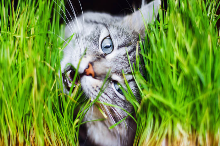 Kat die gras eet