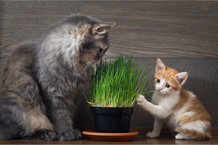 Kat en kitten met kattengras