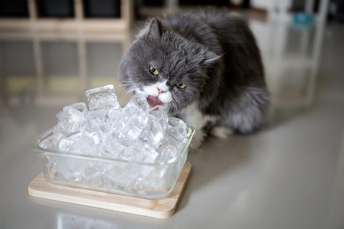 Kat die ijs likt