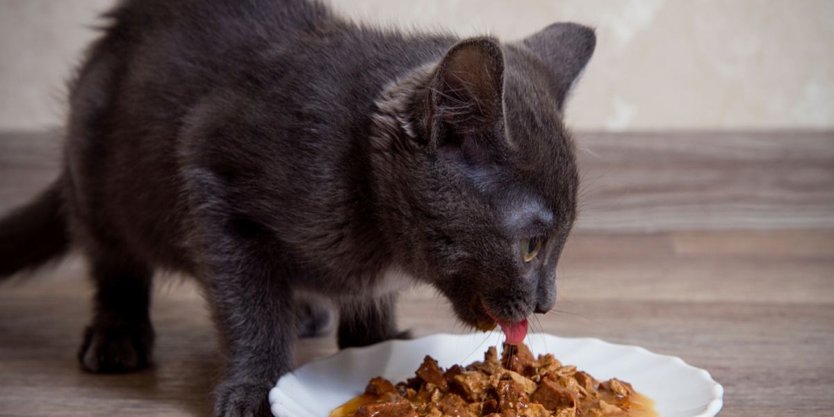 De beste zelfgemaakte kattenvoerrecepten voor nierziekte