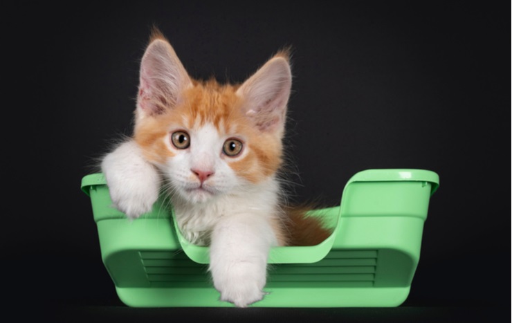 kitten in een kattenbak
