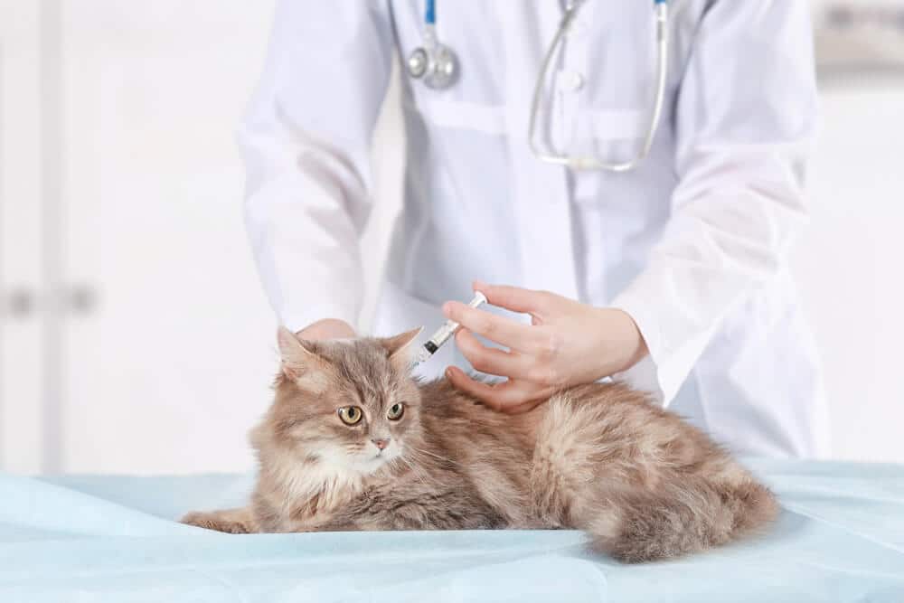 Feline Leukemie Vaccin