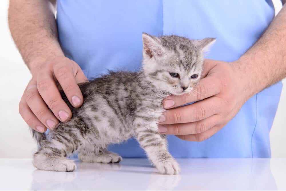 Katachtige hondenziektefoto van een kitten bij dierenarts