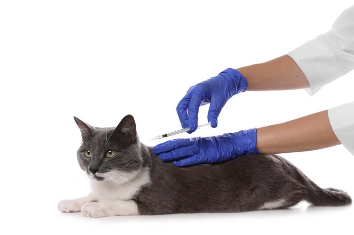 Feline injectieplaats sarcoom uitgelichte afbeelding