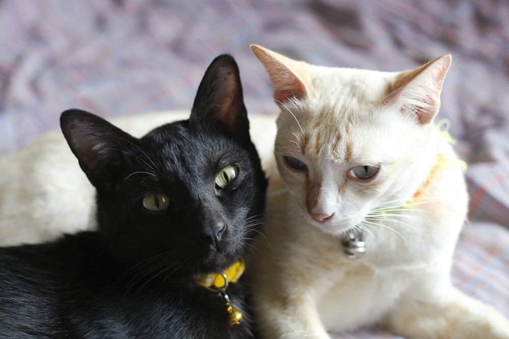 Zwart-witte-Thaise-katten-met-bel-halsbanden