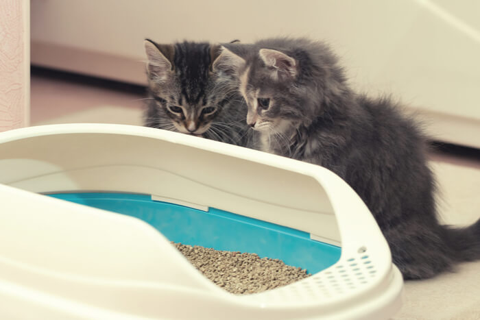 Nest training kittens