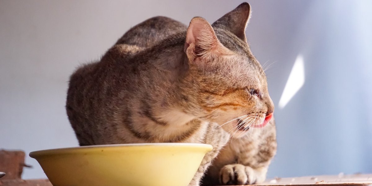 Voedselallergieën bij katten: symptomen, oorzaken, diagnose en behandeling