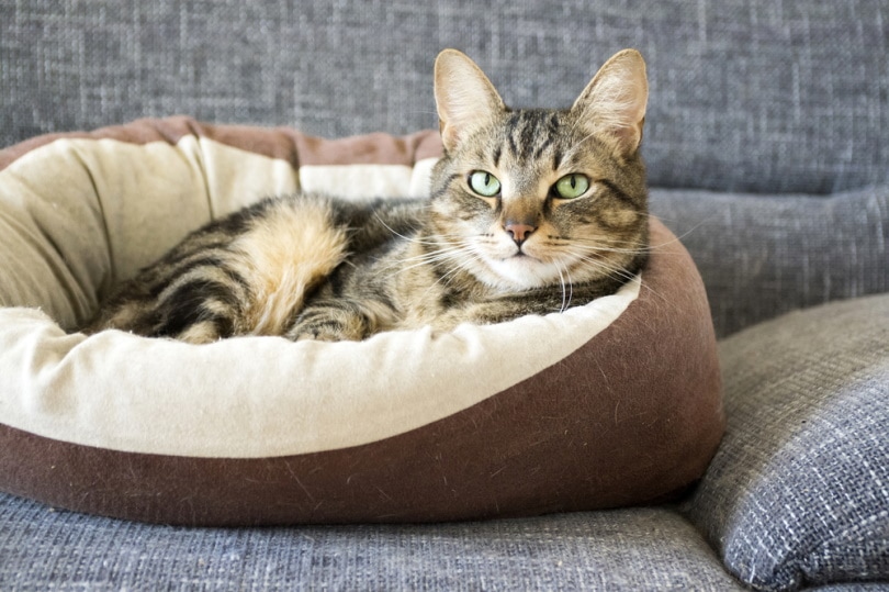 Mannelijke marmeren kat die in kattenbed ligt
