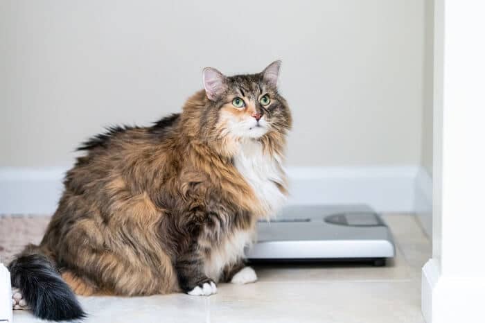 Kat met overgewicht naast een weegschaal