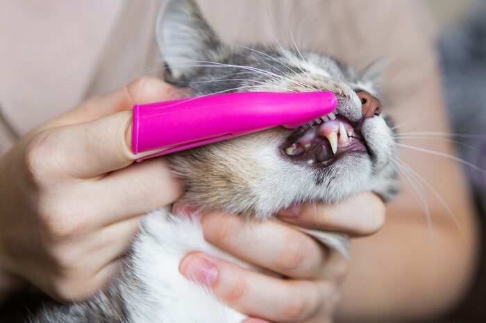 Kattentanden poetsen met een roze vingerborstel
