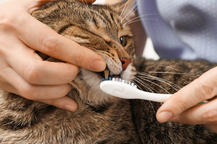 Persoon die de mond van een kat opent om te poetsen met een tandenborstel