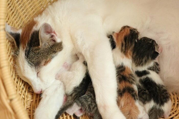 nieuwe kittens die van moeder zogen