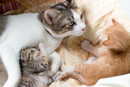 kat met nieuwe kittens