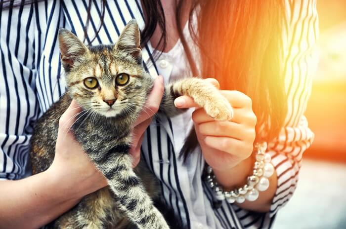 de basisprincipes van het verzorgen van katten