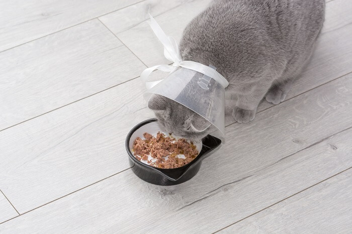 kat met een Elizabethaanse halsband die voedsel eet