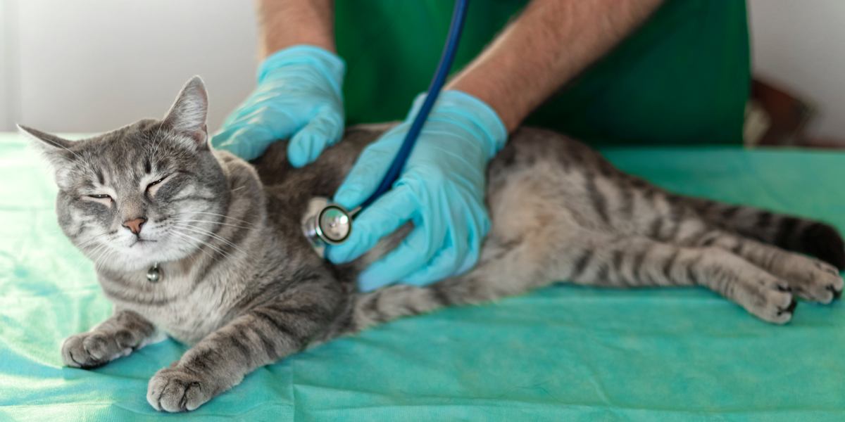 Hartwormziekte bij katten: oorzaken, symptomen en behandeling