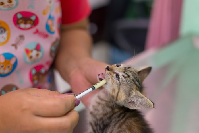 kitten krijgt een ontwormingsbehandeling
