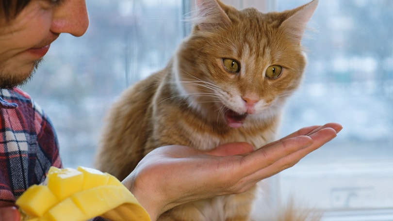 rode tabby kat die mango eet uit de hand van de eigenaar