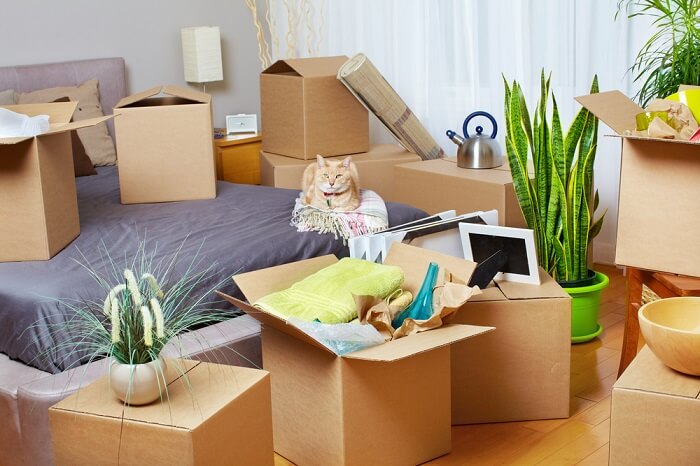 Kat zittend op een bed omringd door dozen en planten
