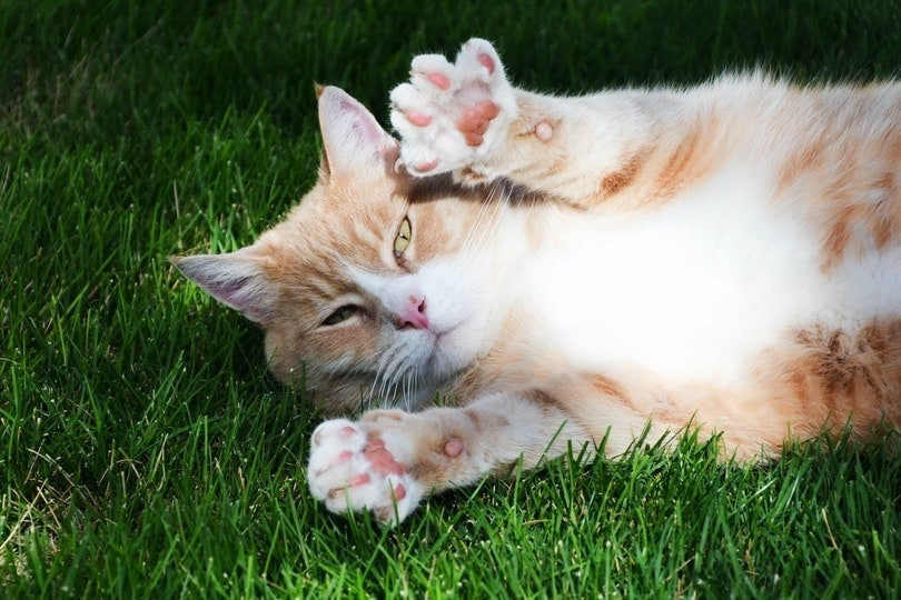 Rode tabby kat toont zijn voetzolen