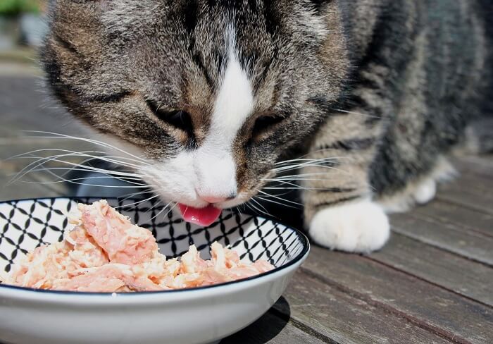 Kat die vers voedsel eet